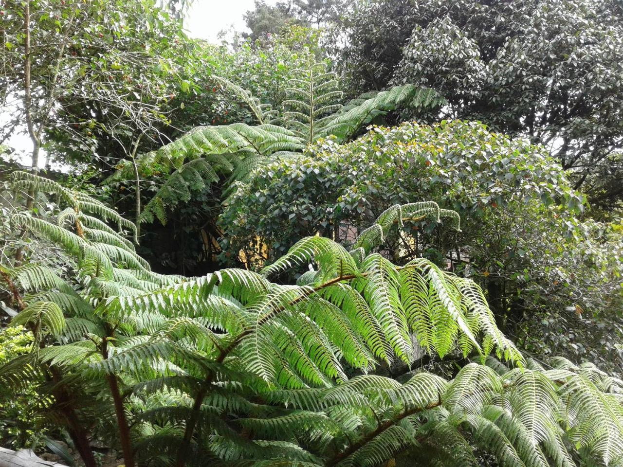 King Fern Cottage Nuwara Eliya Exteriér fotografie